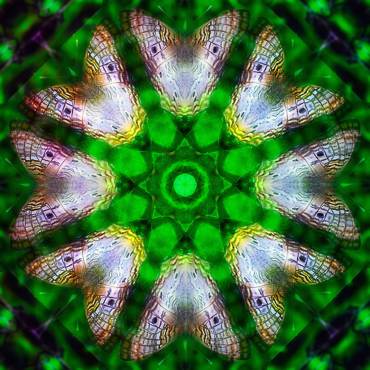 Butterfly Kaleidoscope