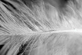 Light as a Feather