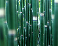 In The Reeds