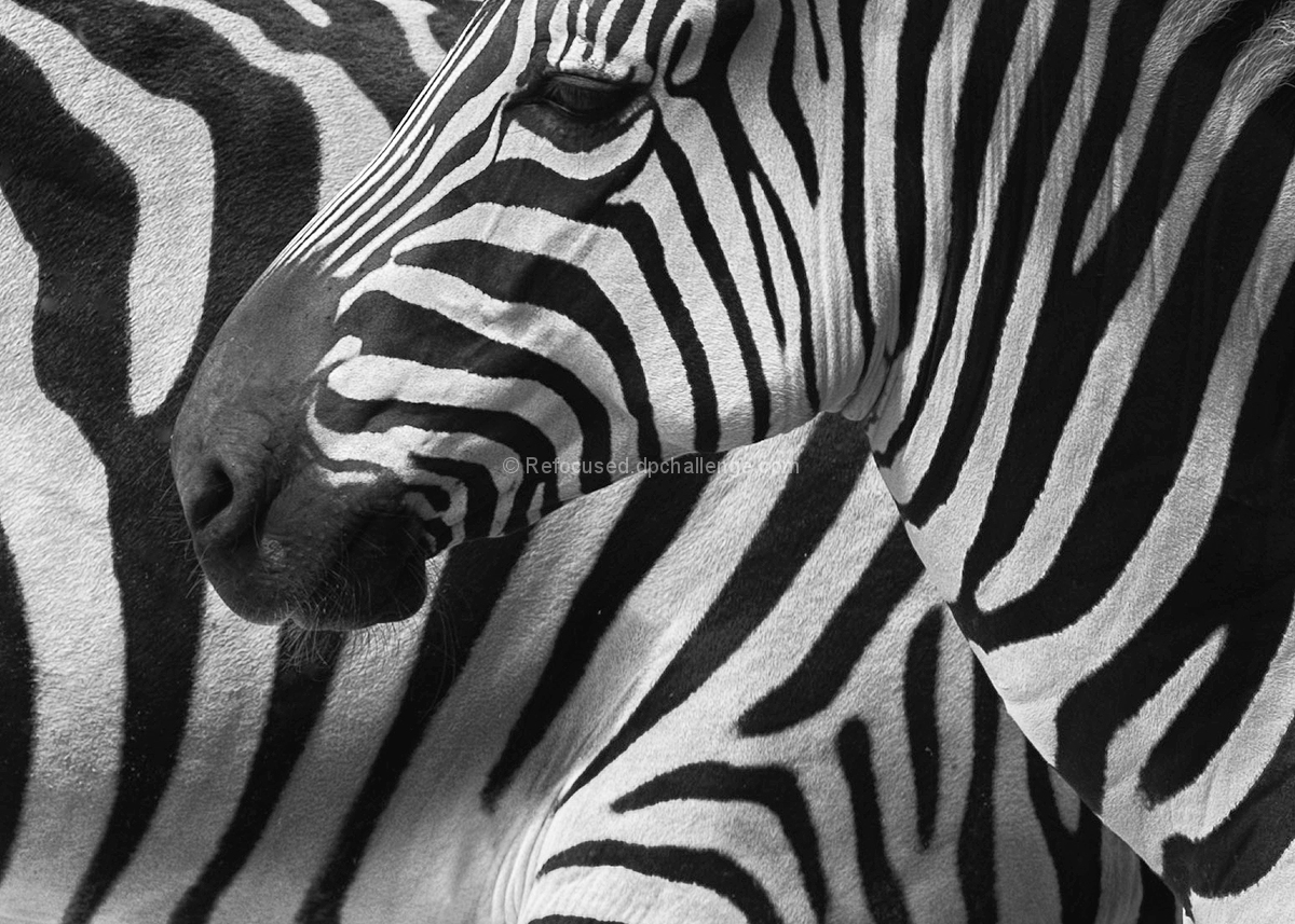 Black And White