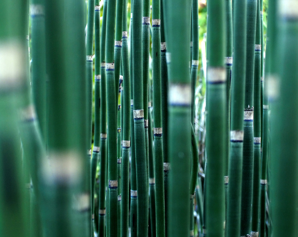 In The Reeds