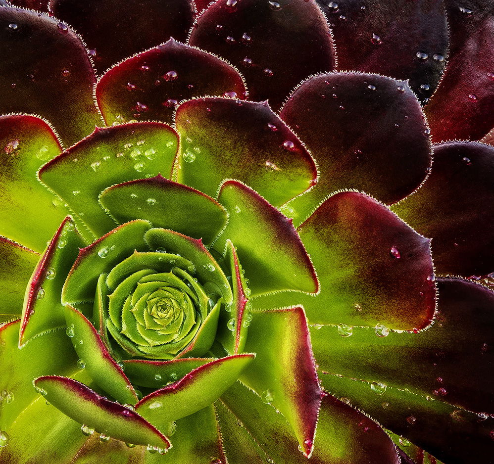 Succulent Frame