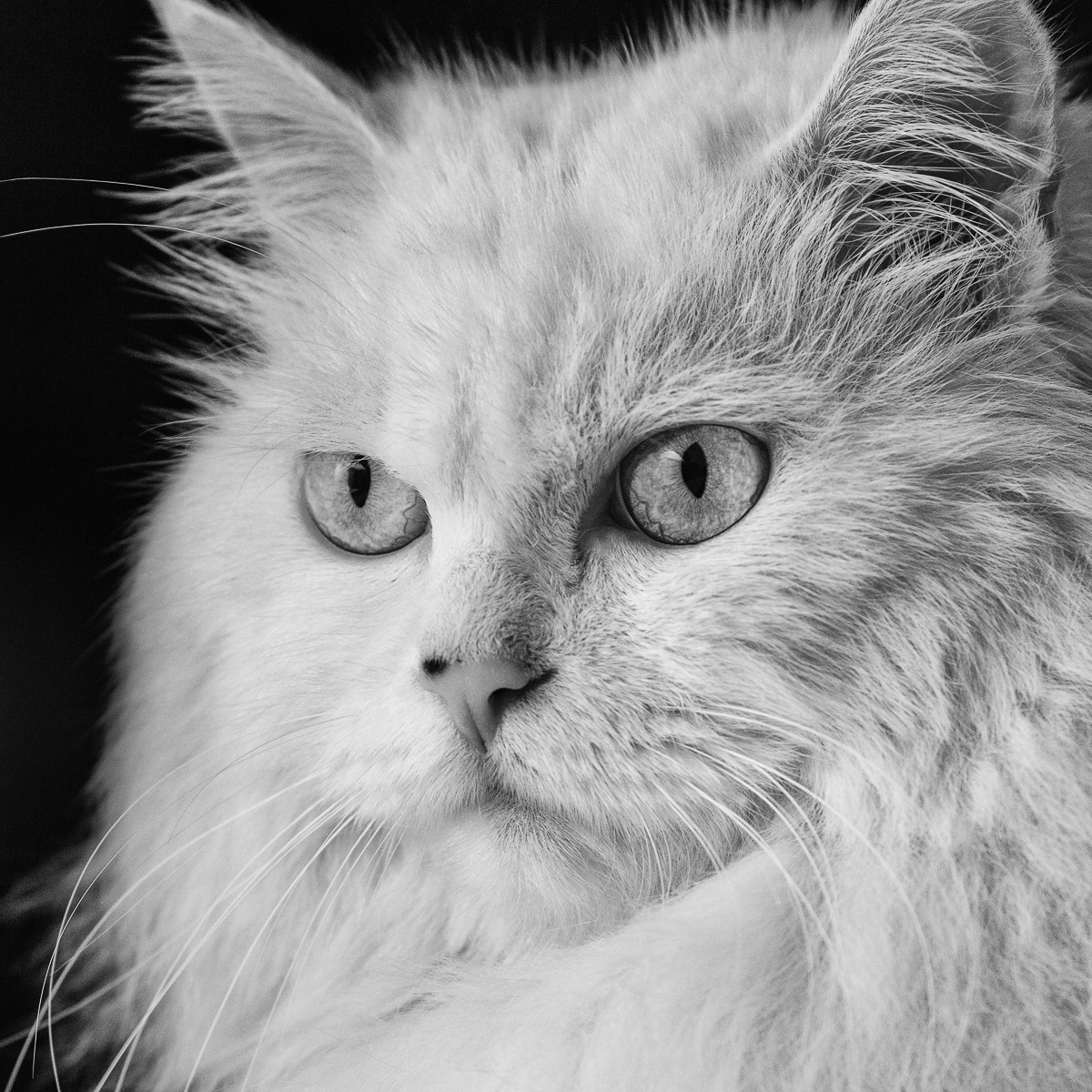 jedicat