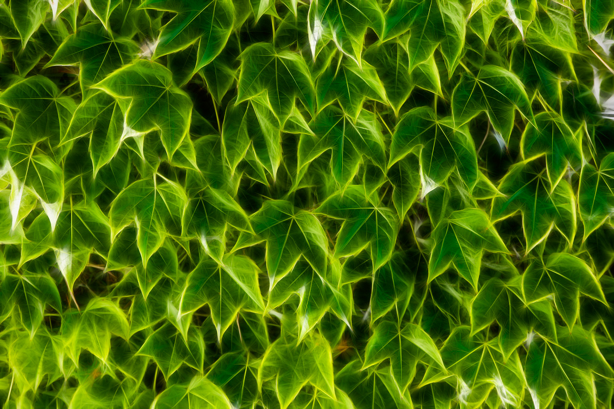 Carpet of green