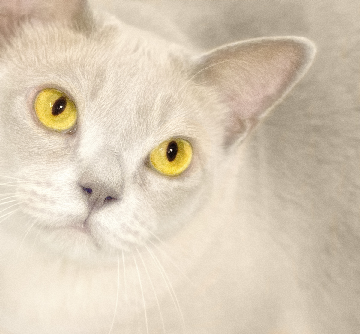 Nothing But Cat