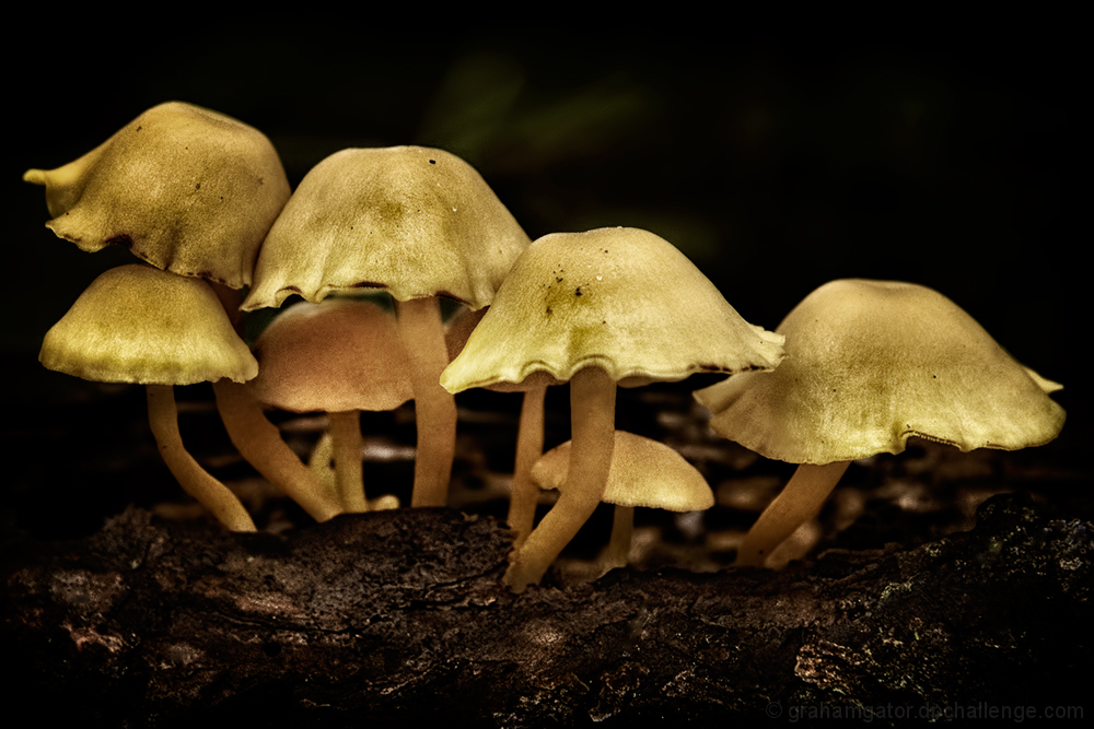 Dance of the Mushrooms