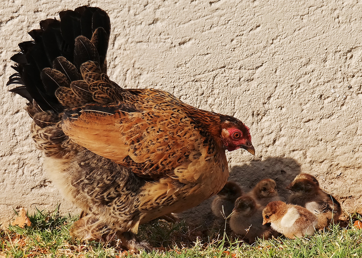 Counting Your Chickens After They've Hatched