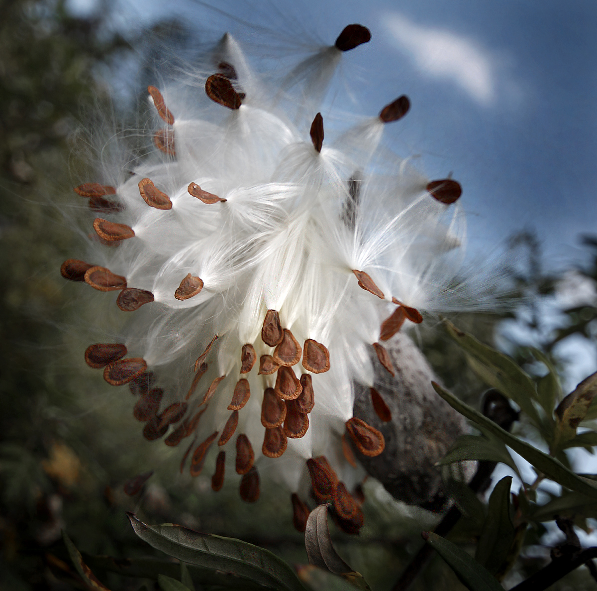 Milkweed Explosion