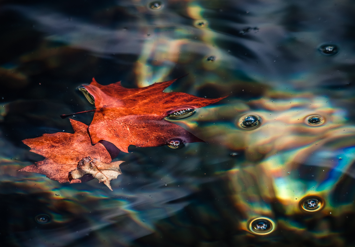 Leaves in the Water