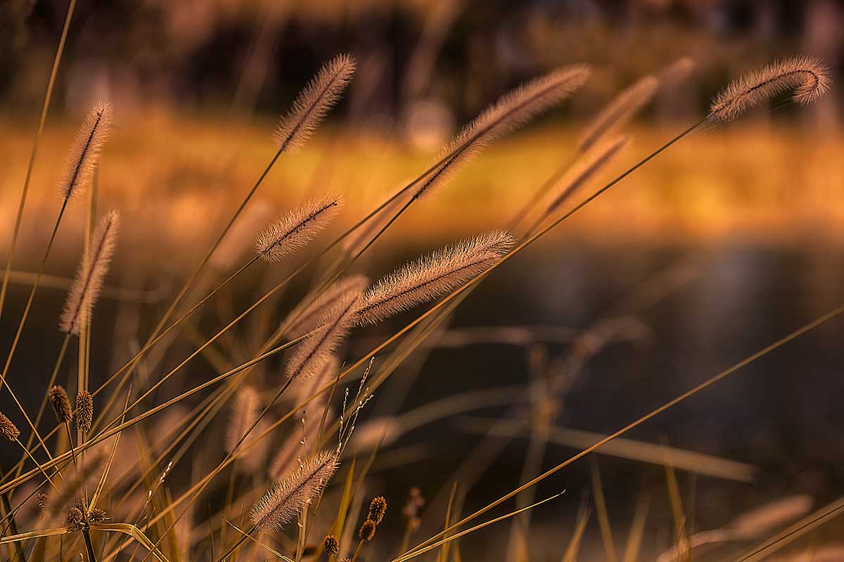 Autumn Colors