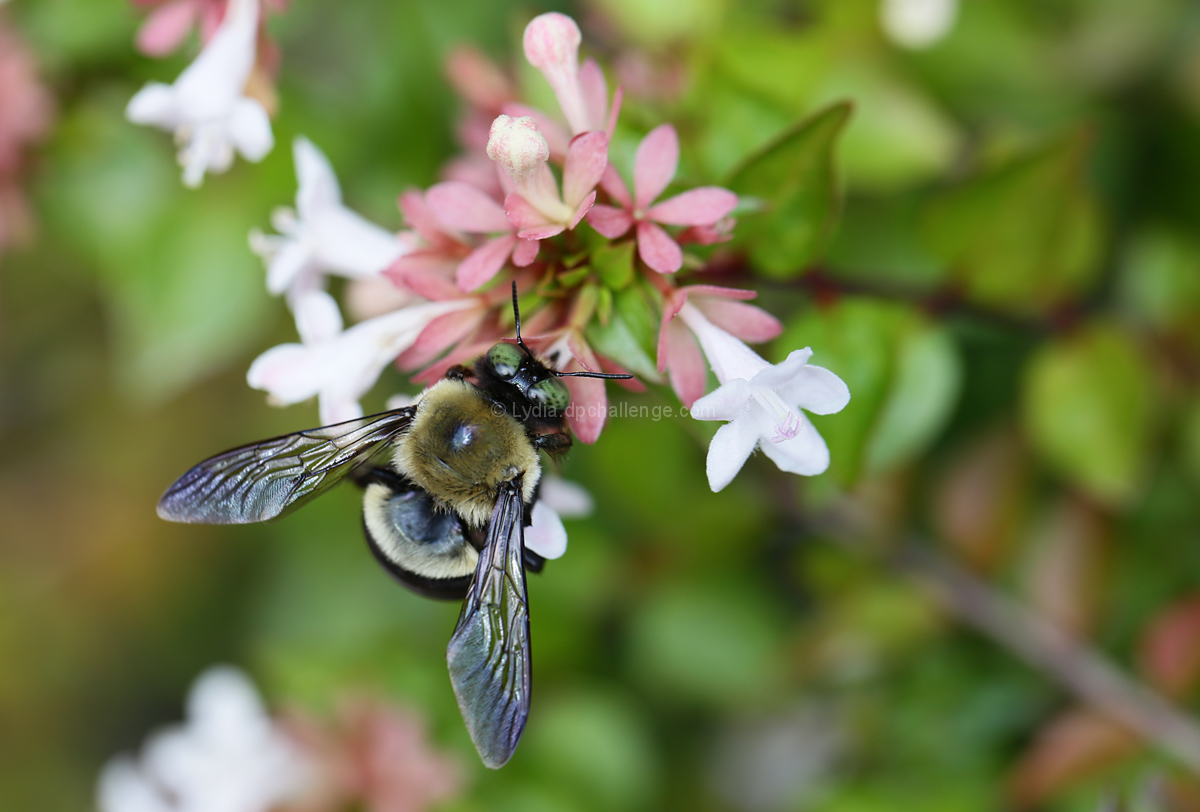 A Pollinator's Endless Job Begins