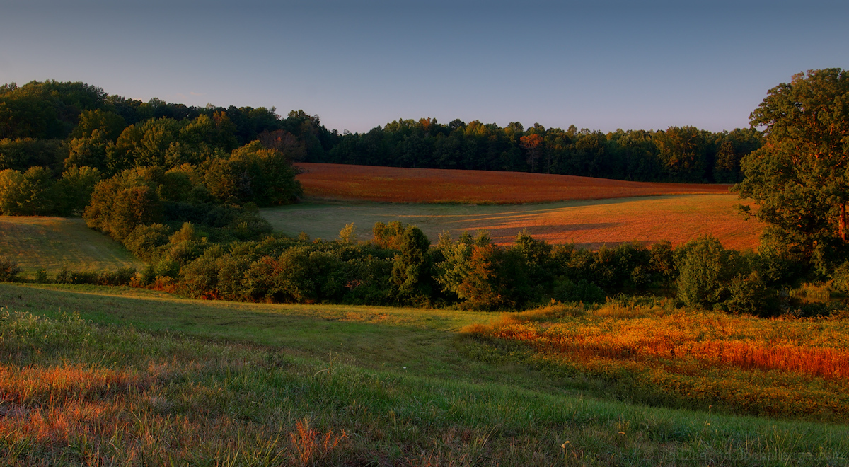 Soybeans have turned.