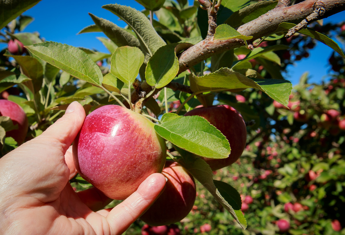 Apple Picking in Fall