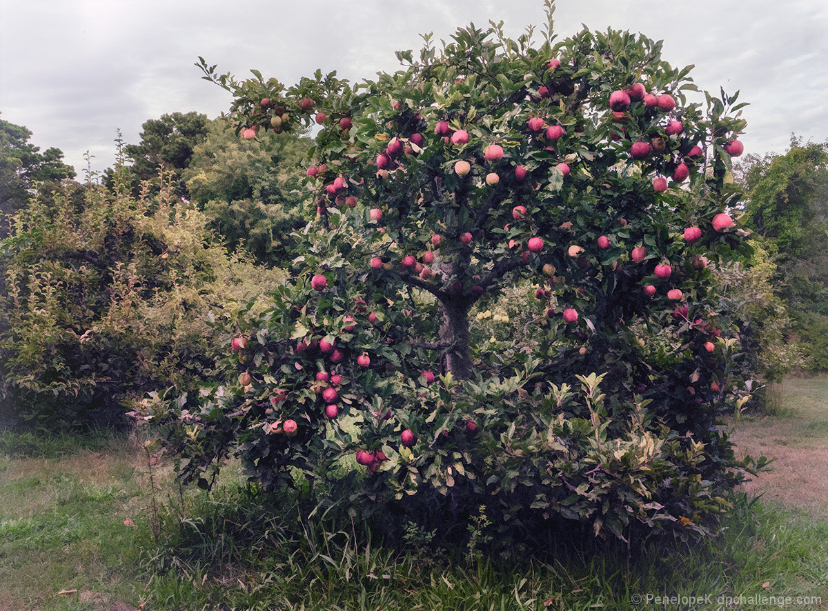 Season of mists and mellow fruitfulness...(and fill all fruit with ripeness to the core) 