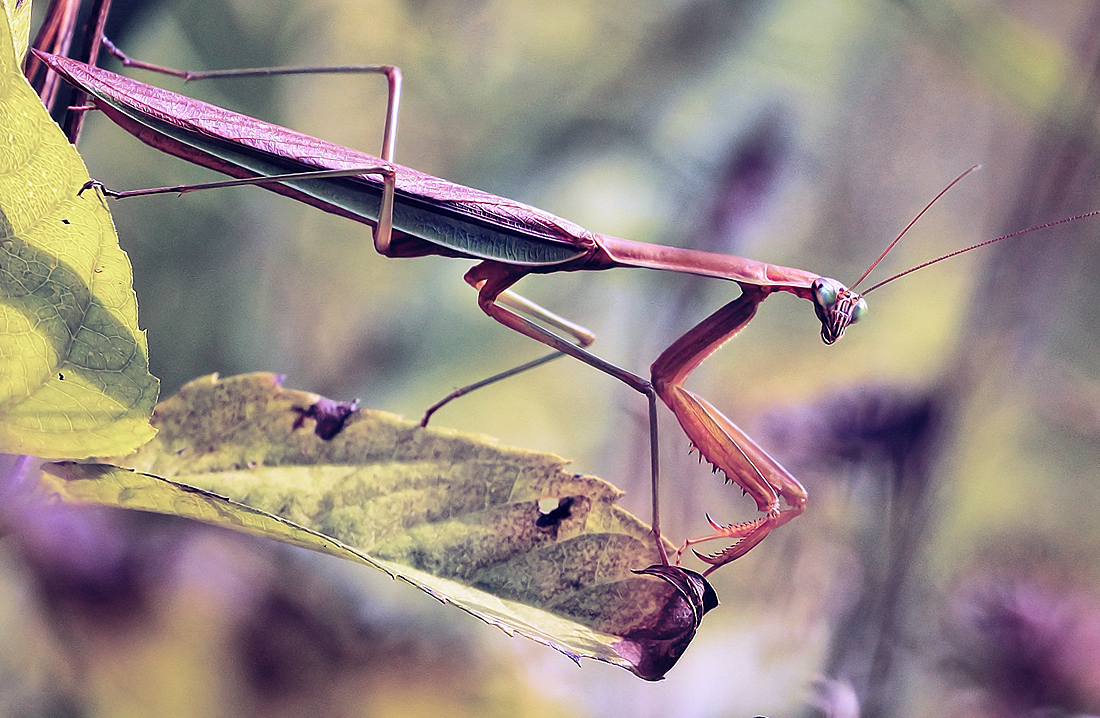 Even the mantids are turning brown.