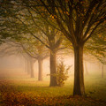 Autumn Mist