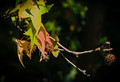 Sweetgum Ball With Leaves