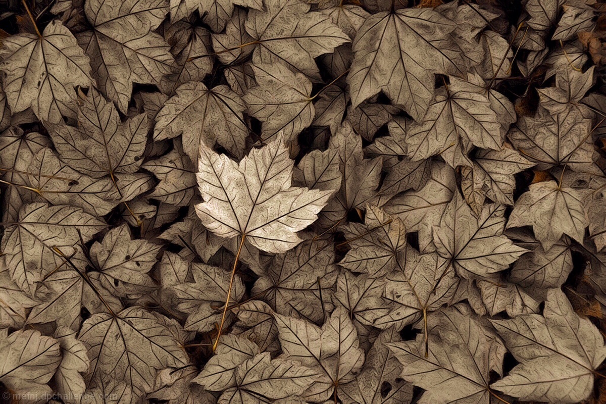 the fallen