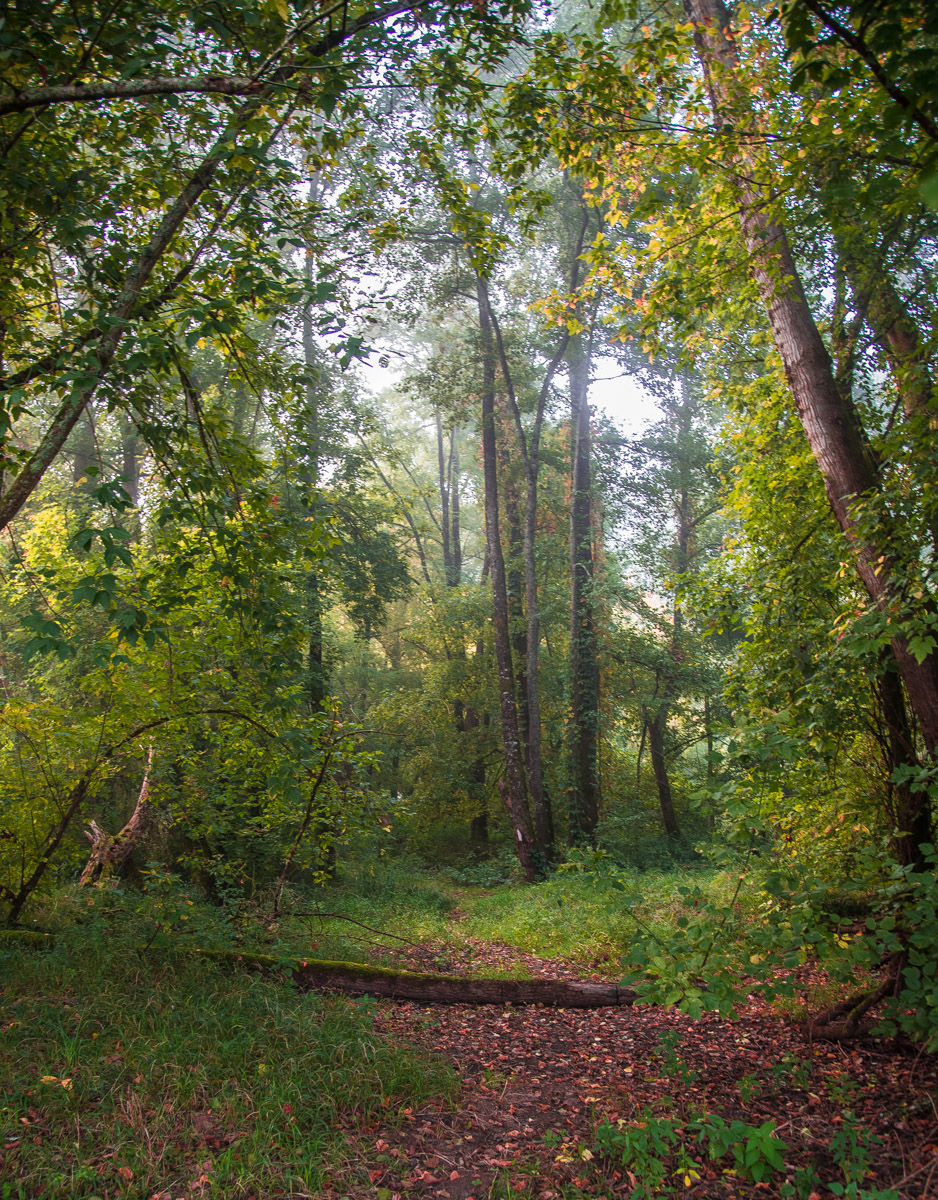 Misty Forest