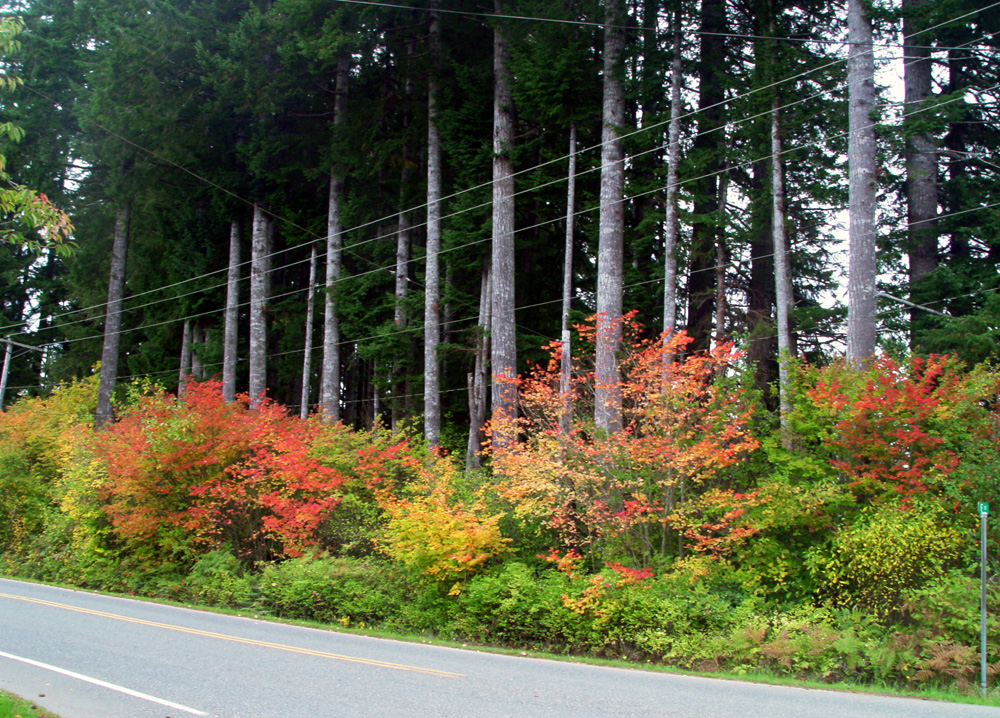 patch of fall color