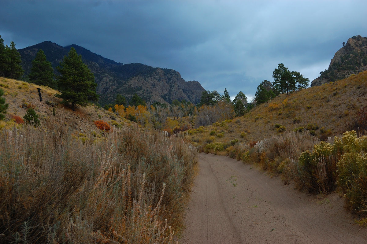 Sand Dunes Foliage