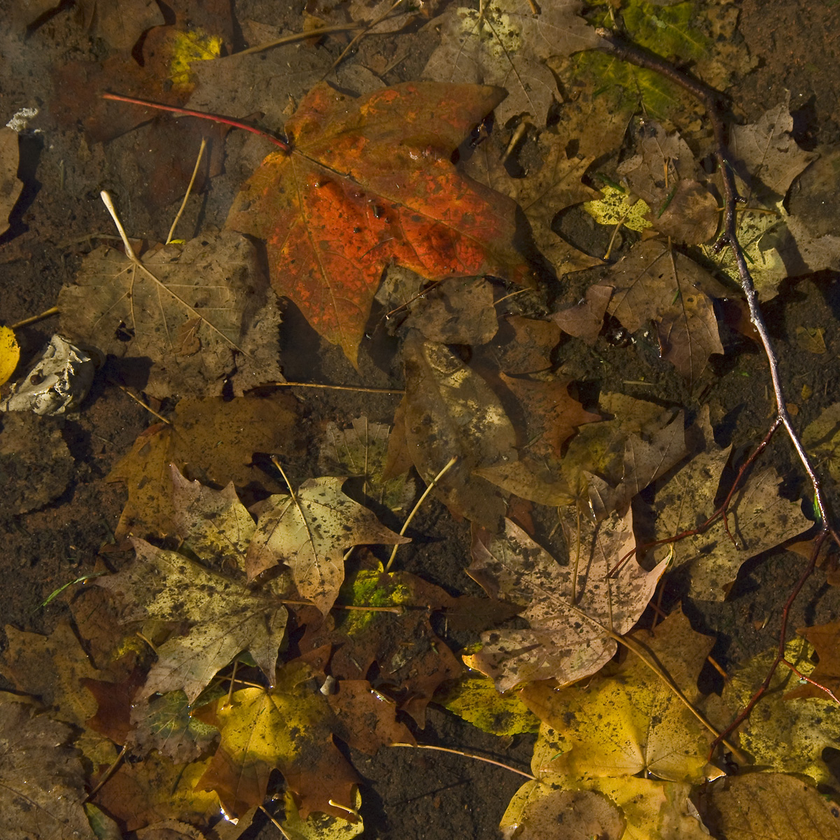 Fall Puddle