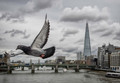 London & pigeons