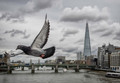 London & pigeons