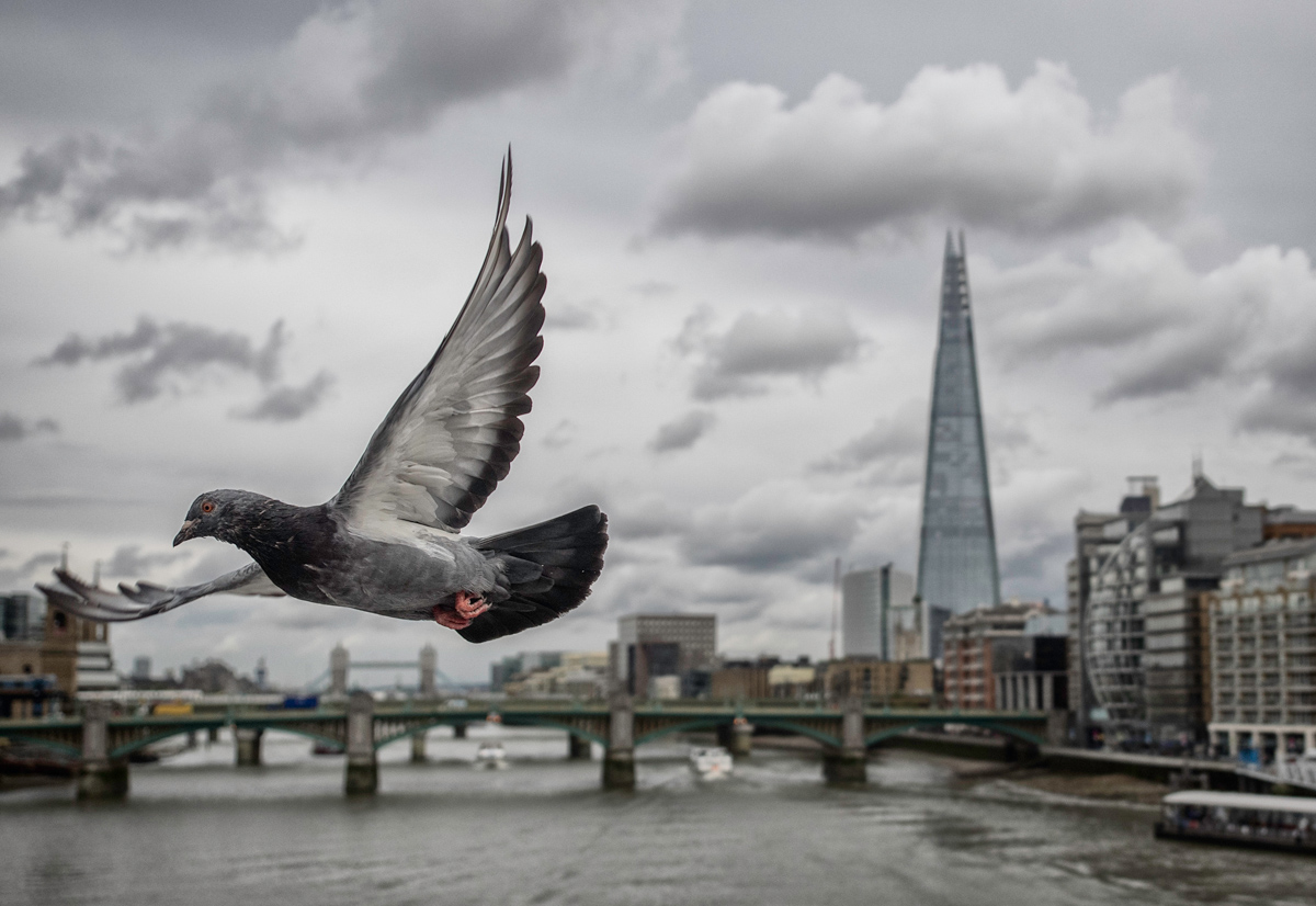 London & pigeons