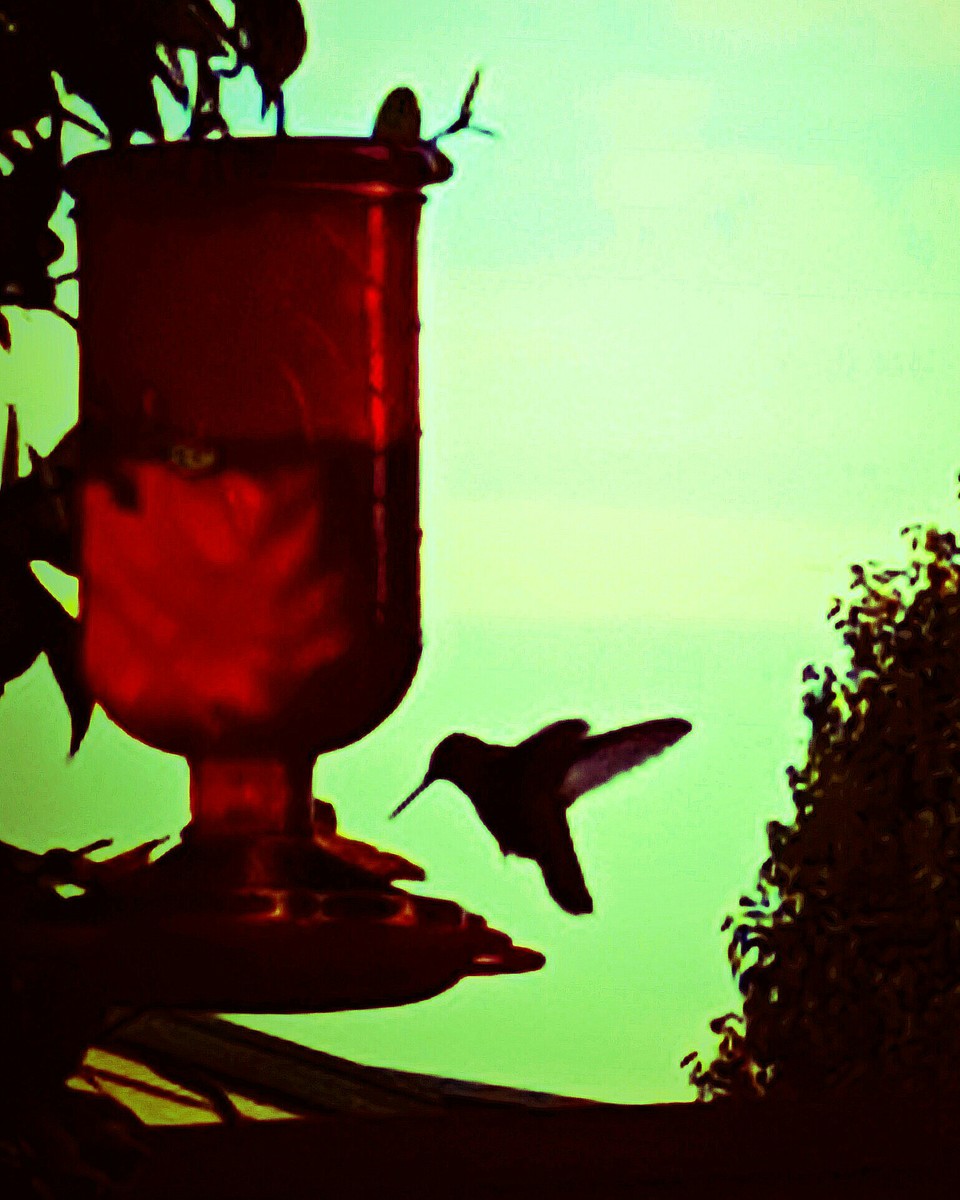 Hummingbird and nectar