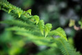 botanic bokeh