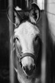 Waiting to be gelded