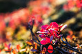 Fall