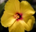 Macro Flower
