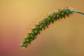 Seeds