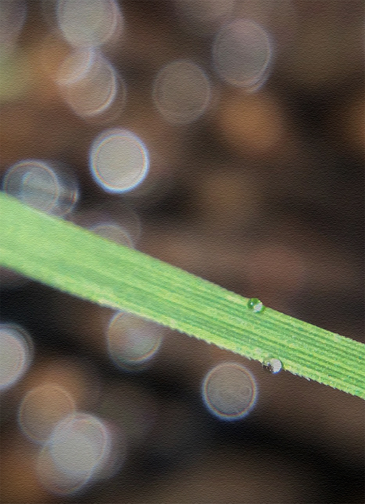 Wet Grass