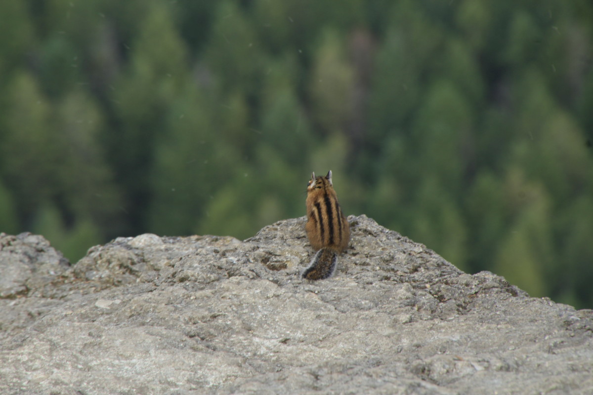 A Chipmunk's Realm