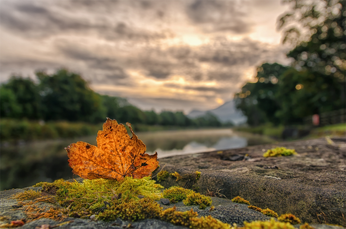 Fallen leaf