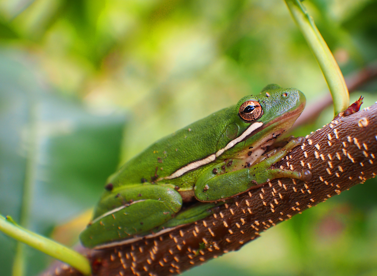 Bein' Green