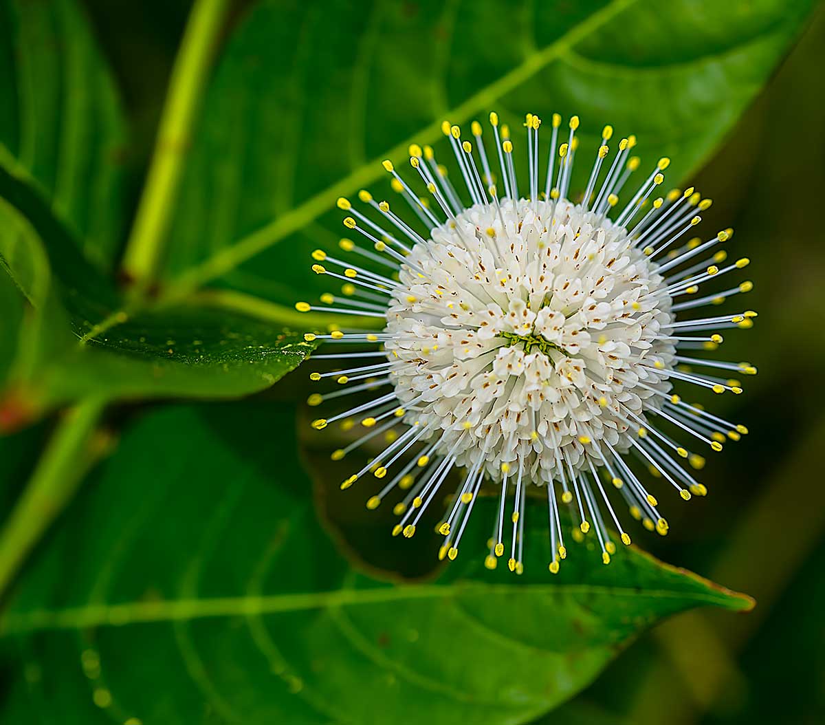 Prickly