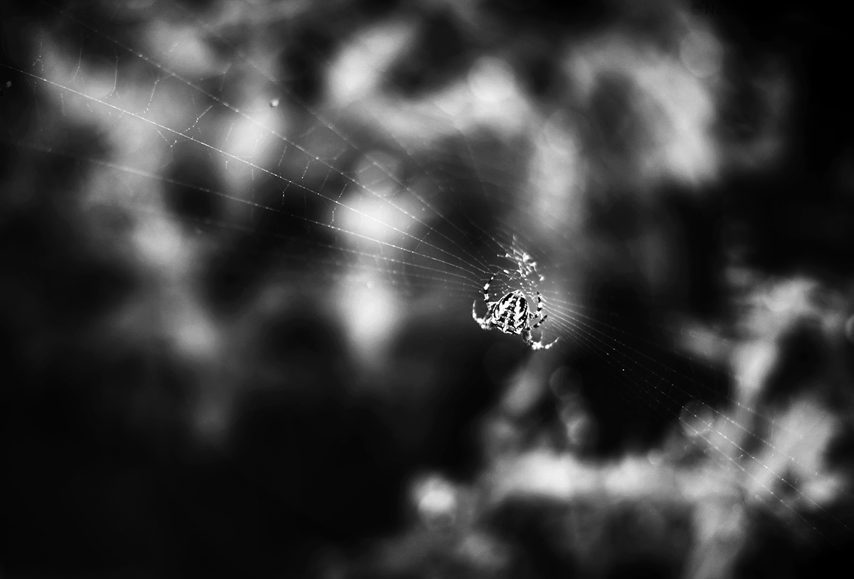 Spider