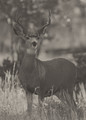 Soft Sepia Buck