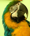 Jack