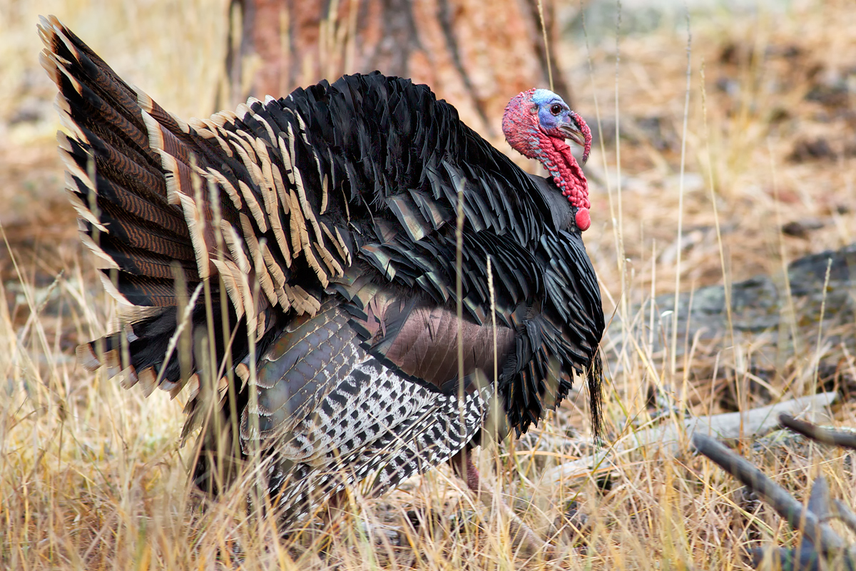 Rio Grande Wild Turkey