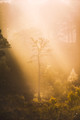 Silent Light