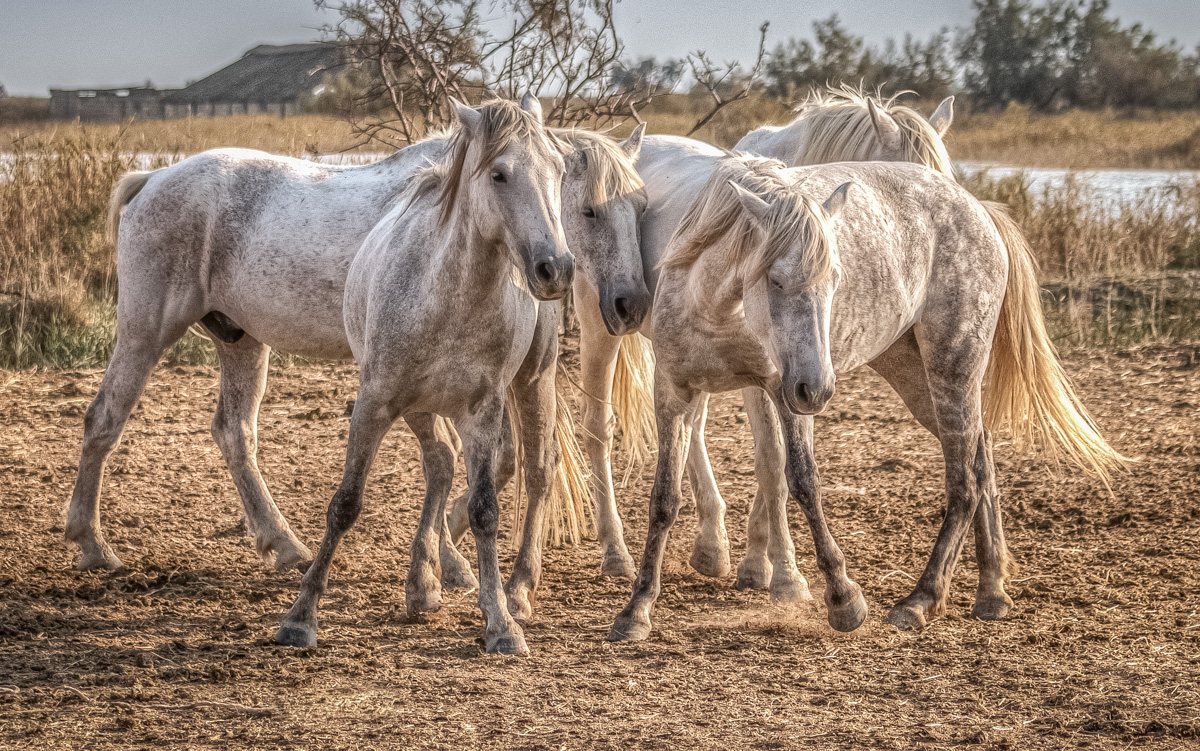 Wild Horses of Camarque