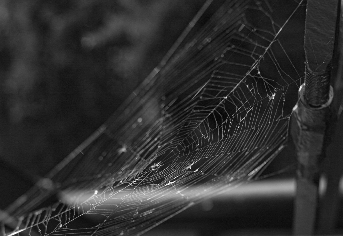 The Web We Weave