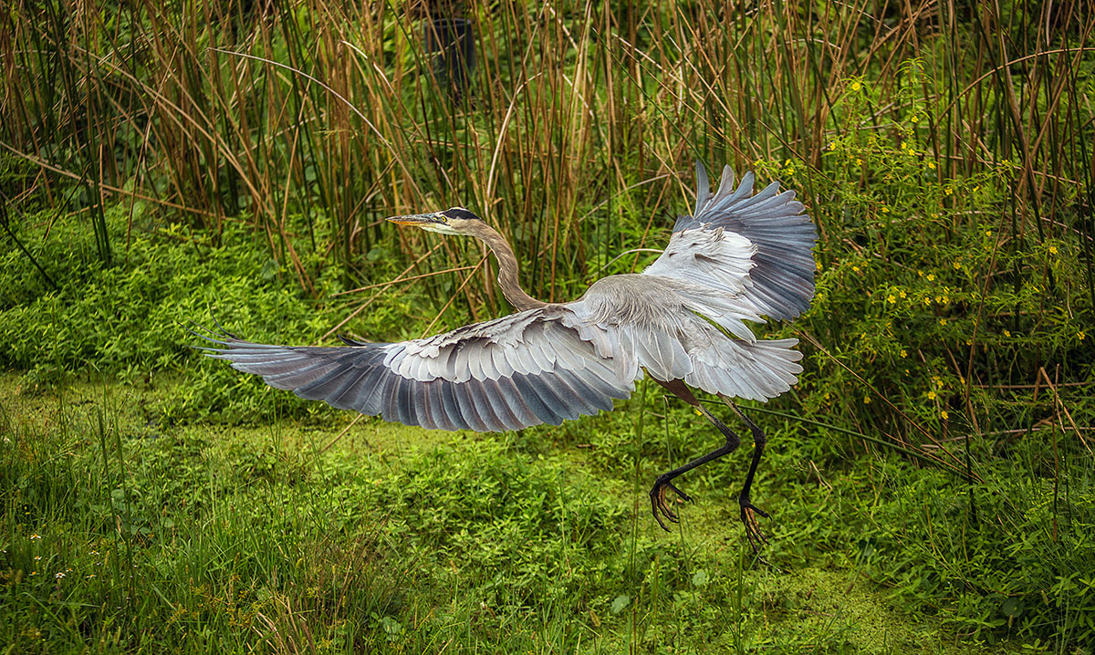 Gliding Gracefully