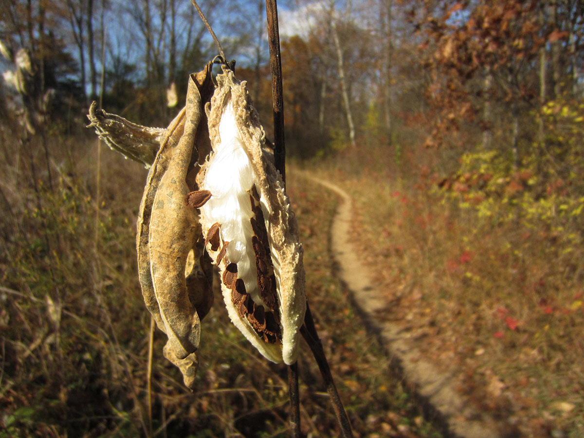 Milkweed by the trail