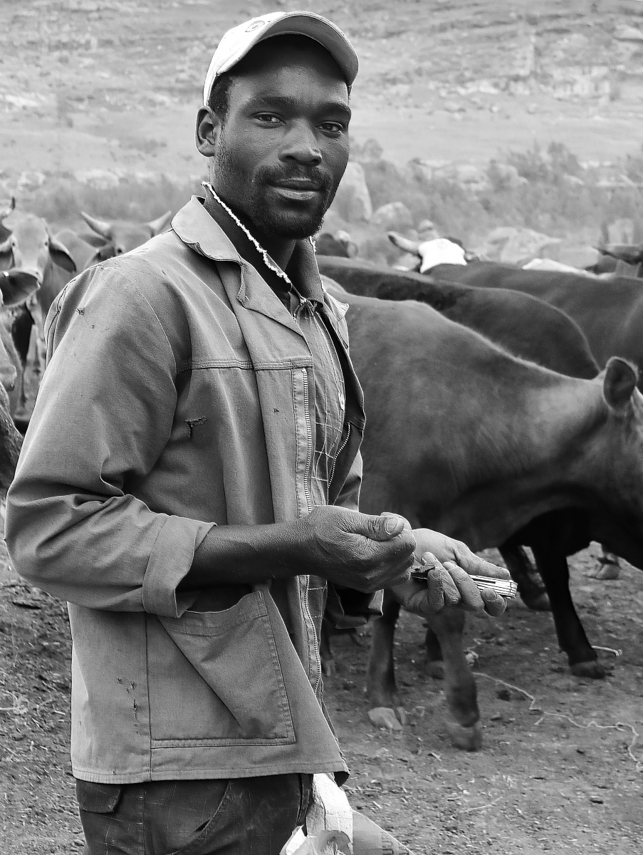 Cattle Man